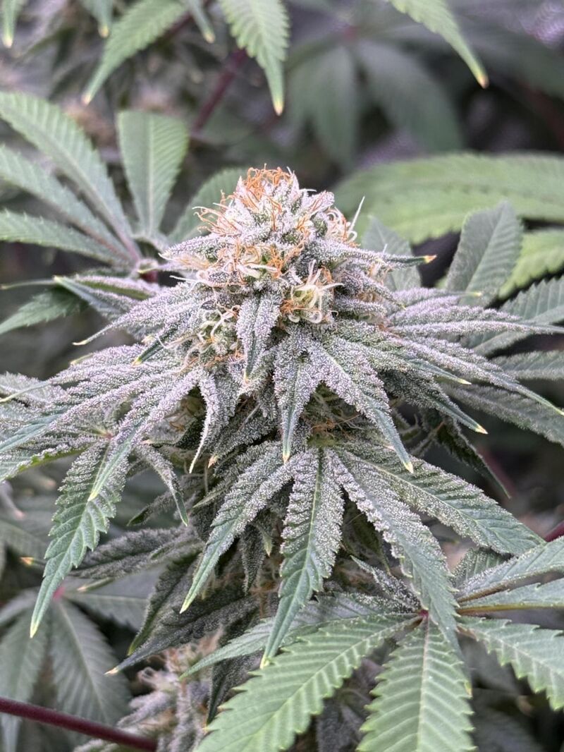 Lemon Mandarin, Фасовка: 10